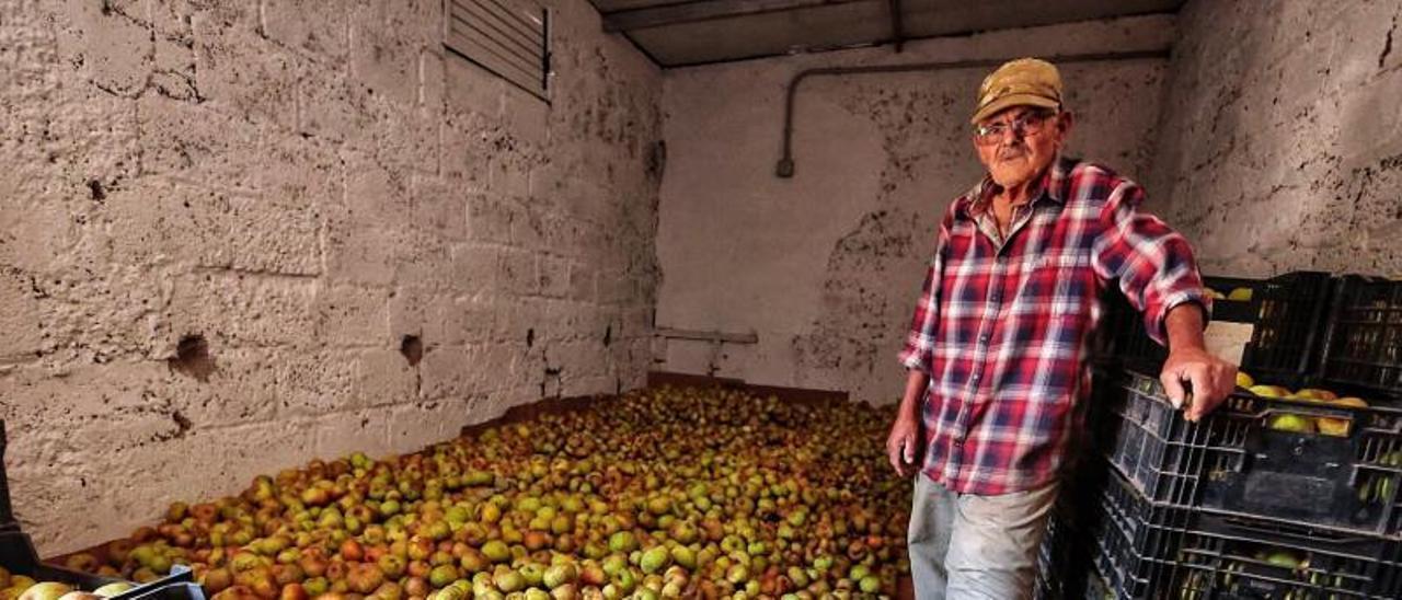 Pancho, el nonagenario agricultor de las manzanas reineta en El Sauzal