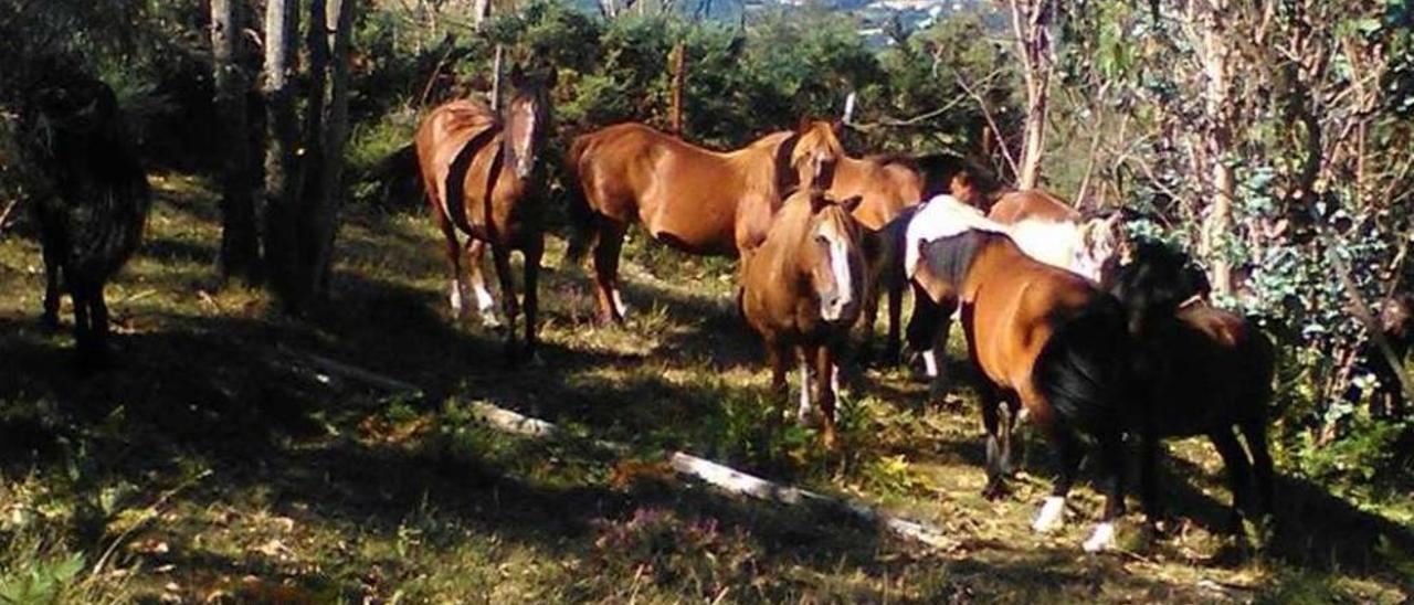 Imagen cedida por Rapa das Bestas de &quot;bestas ladras&quot; que regresaron al monte.