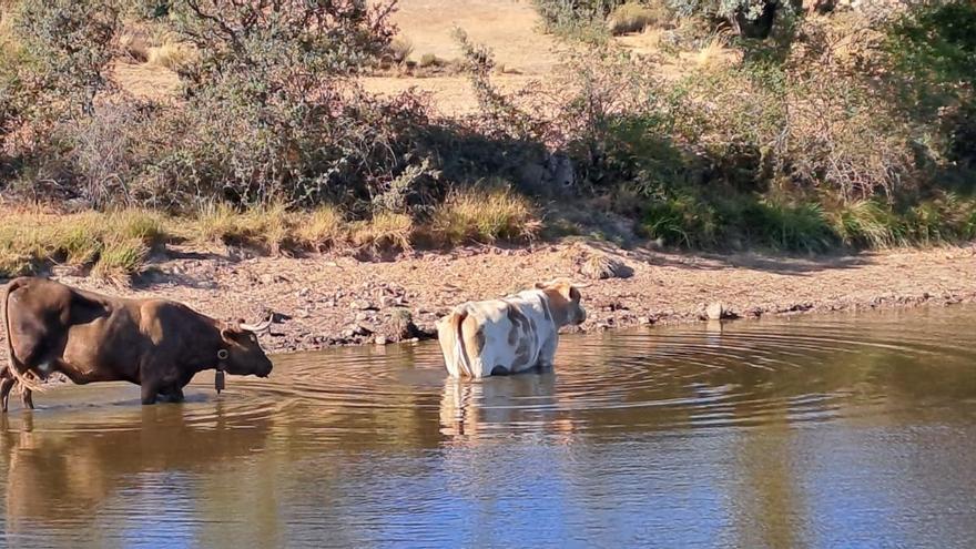 Datos de la EHE en Zamora a 7 de diciembre: 1.065 vacas muertas en cuatro meses