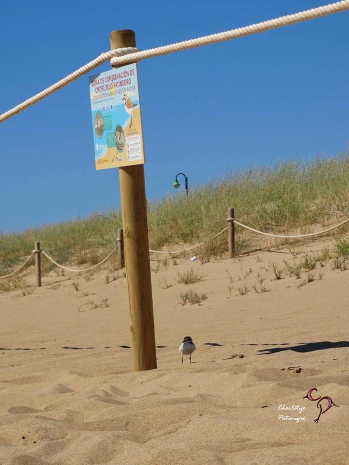 ÉXITO REPRODUCTIVO DEL CHORLITEJO PATINEGRO EN EL PARAJE NATURAL MUNICIPAL DEL MOLINO DEL AGUA DE TORREVIEJA 2.jpg