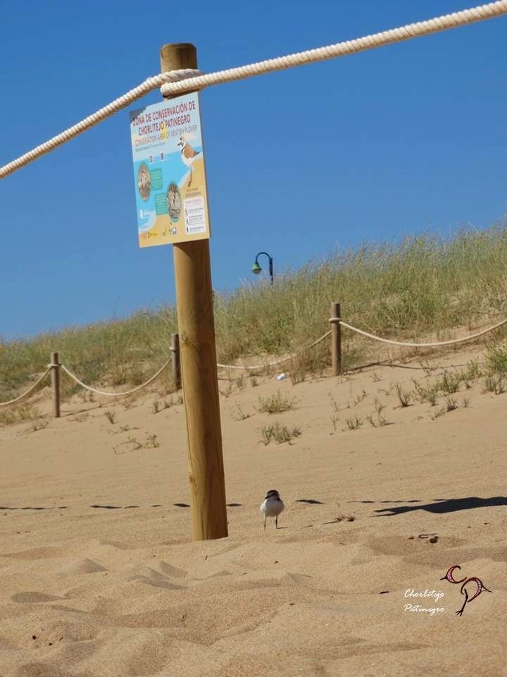 �XITO REPRODUCTIVO DEL CHORLITEJO PATINEGRO EN EL PARAJE NATURAL MUNICIPAL DEL MOLINO DEL AGUA DE TORREVIEJA 2.jpg