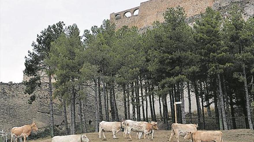 Pascual: «Buscamos poner en valor los productos de nuestra tierra»