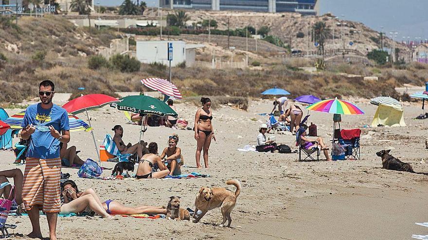 Aunque es muy frecuentada por personas que llevan a bañar al mar a sus perros, la playa canina de Agua Amarga lleva dos veranos consecutivos sin ofrecer servicios.