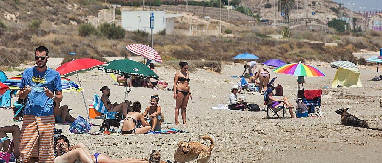 Aunque es muy frecuentada por personas que llevan a bañar al mar a sus perros, la playa canina de Agua Amarga lleva dos veranos consecutivos sin ofrecer servicios.