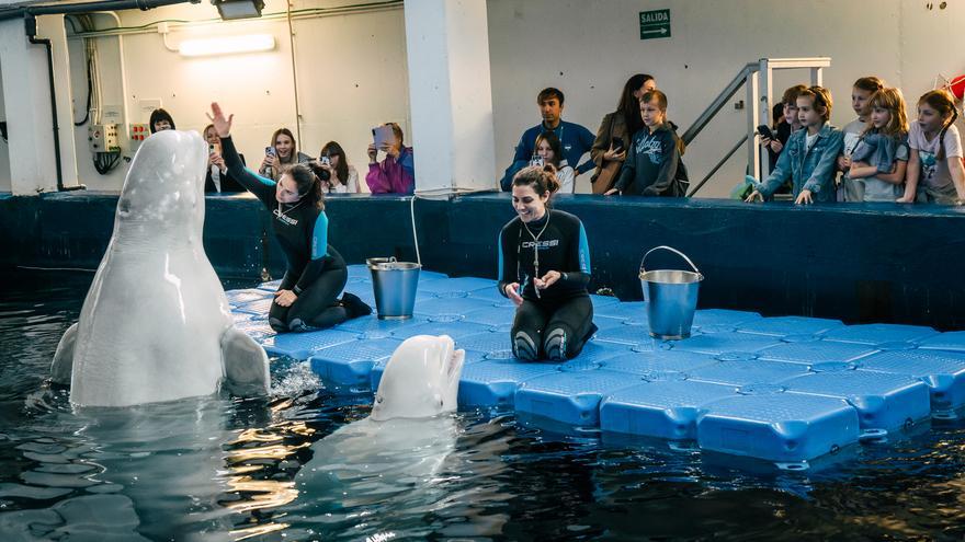 Niños ucranianos conocen en l'Oceanogràfic a las belugas rescatadas de su país
