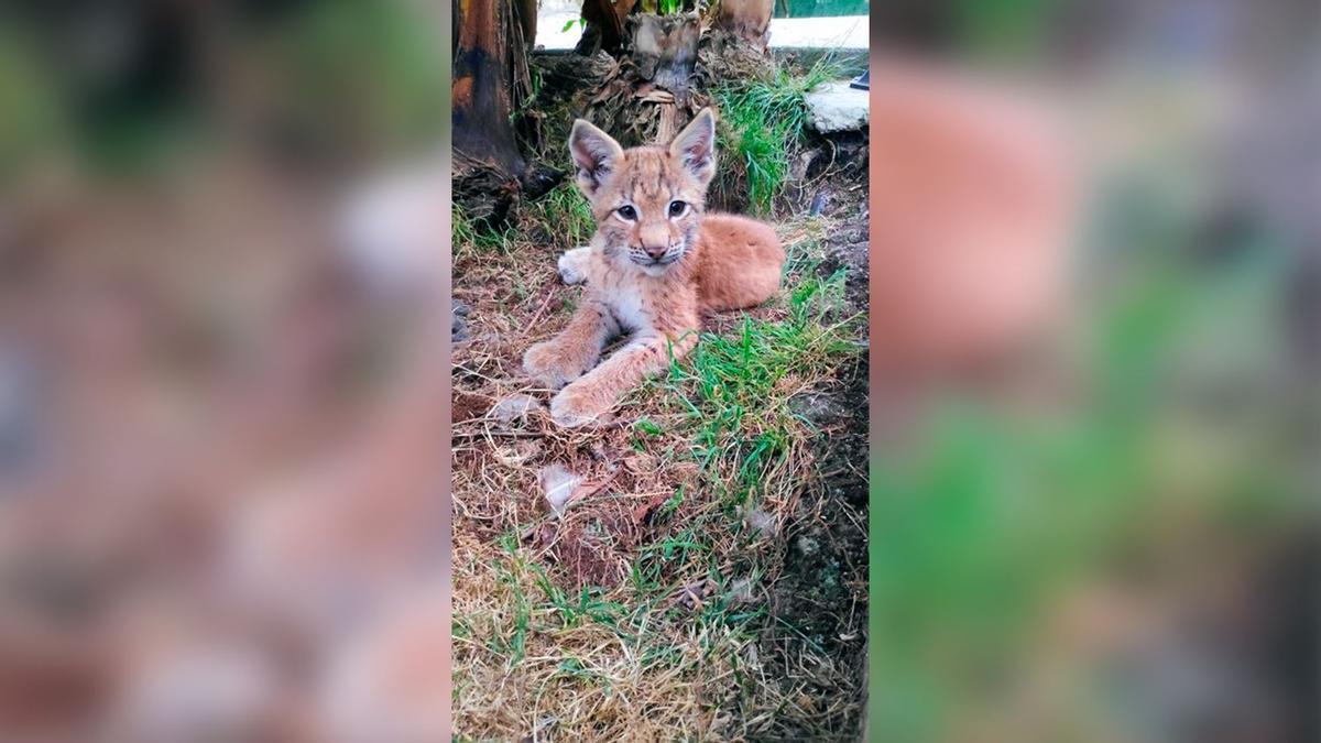 Cría de llobu cerval euroasiáticu nacíu nel Zoolóxicu El Bosque.