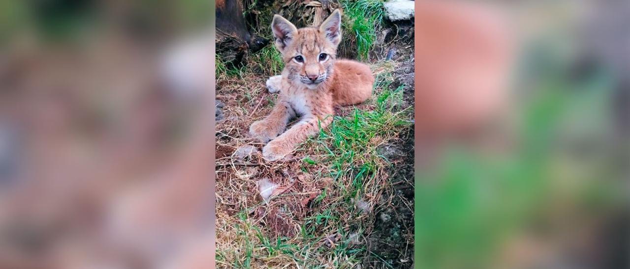 Cría de lince euroasiático nacido en el Zoológico El Bosque.