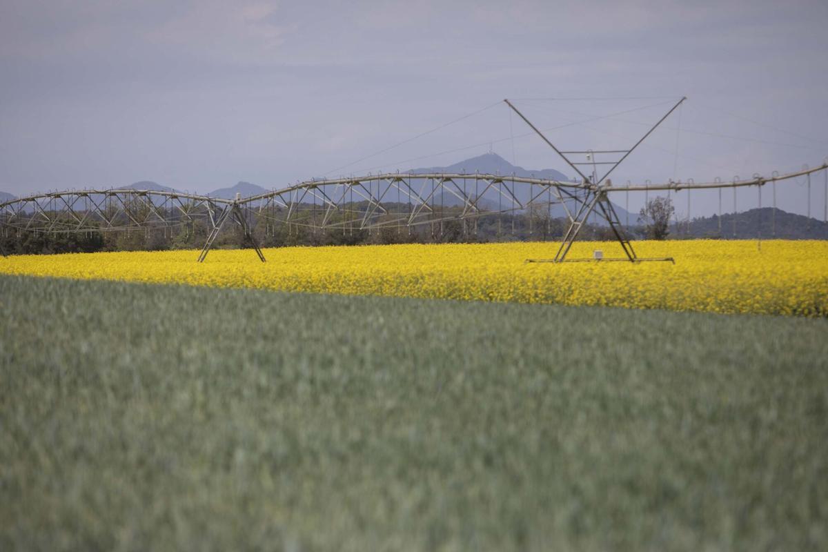 Sistema de riego por aspersión en un campo de colza en Vilobí d'Onyar (Girona).