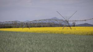 Sistema de riego por aspersión en un campo de colza en Vilobí dOnyar (Girona).