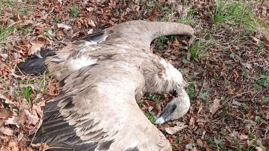 Hallan un buitre muerto en Lena