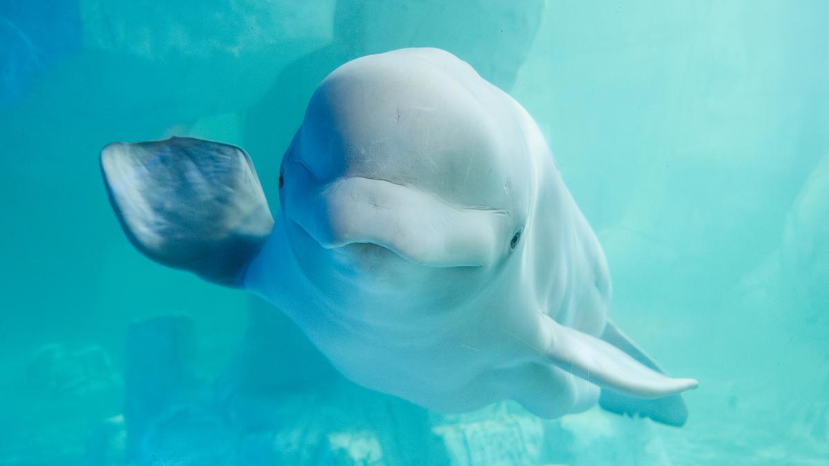 Kylu destaca pel seu caràcter simpàtic, noble i curiós; des de xicotet, ha mostrat una gran capacitat d’adaptació i aprenentatge.