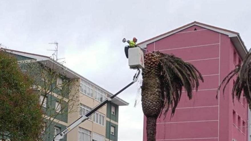 Carreño, en pie de guerra contra el picudo rojo: la plaga afecta a nueve palmeras de Candás