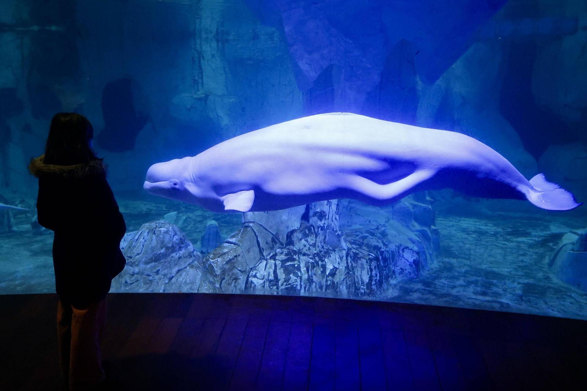 Las cuatro belugas del Oceanogràfic ya nadan juntas en València