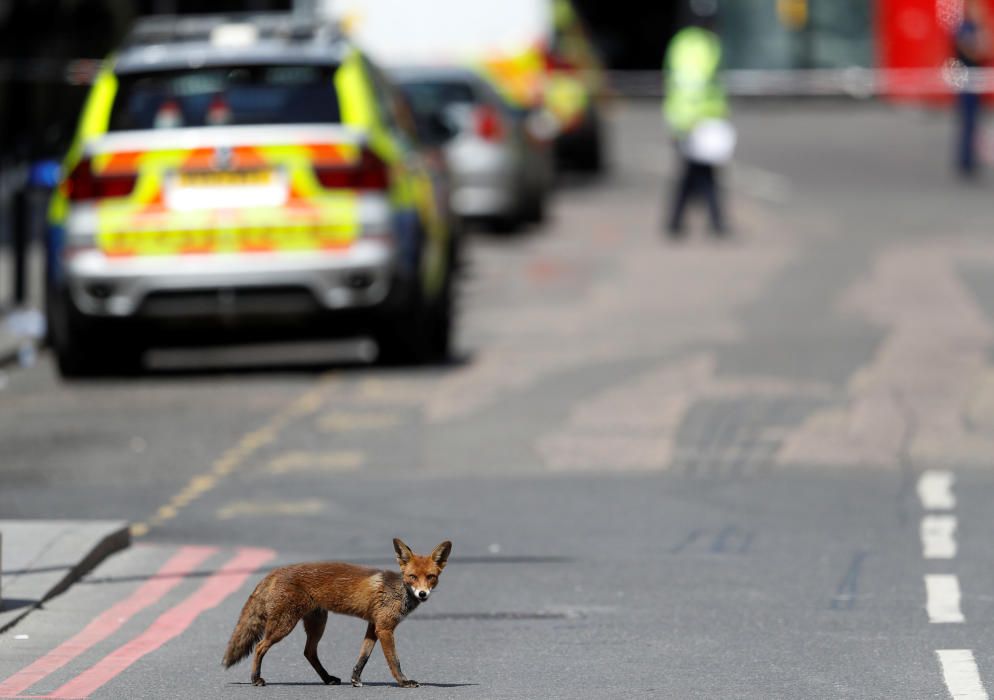 Las imágenes del atentado terrorista en Londres.