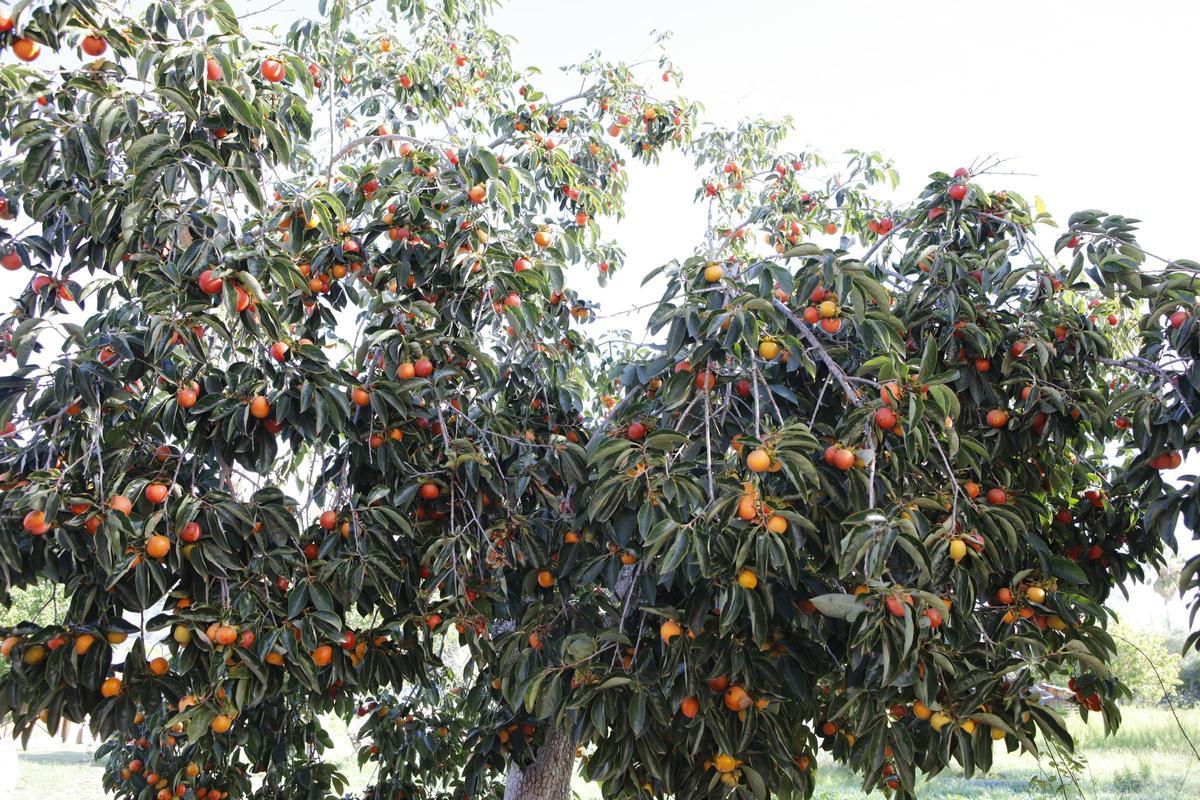 In diesem Herbst tragen die Kakibäume der Insel üppige Früchte.