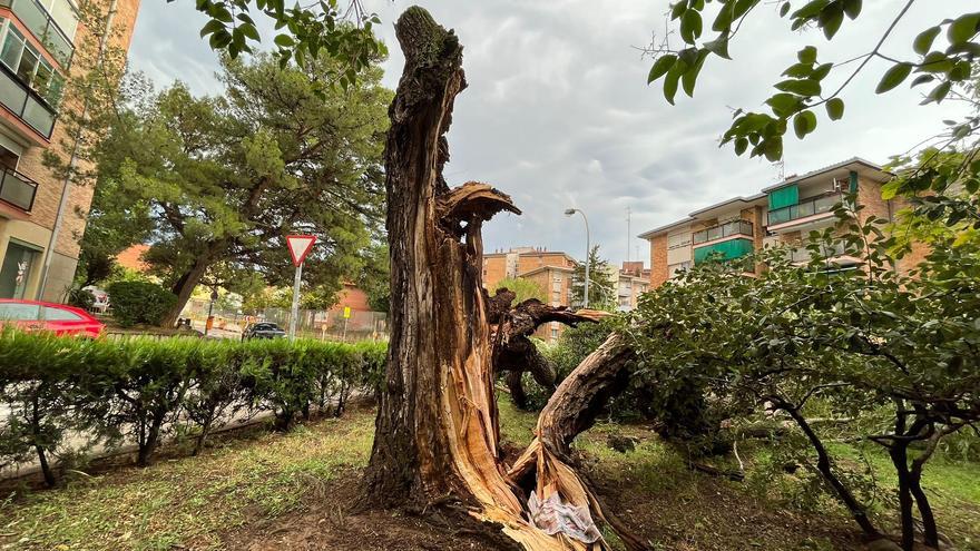 Un arbre caigut al barri de la Font dels Capellans de Manresa