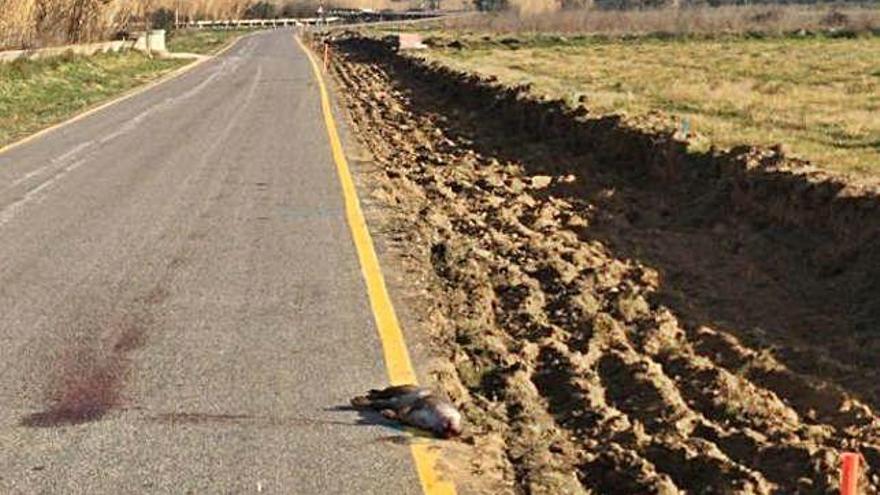 Una llúdriga va aparèixer morta en el tram d&#039;obres.