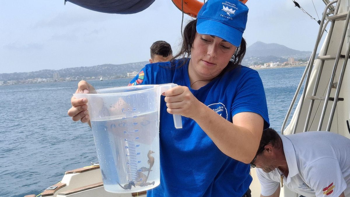 Lorena Expósito, de la Fundación Oceanogràfic, sostiene los caballitos de mar