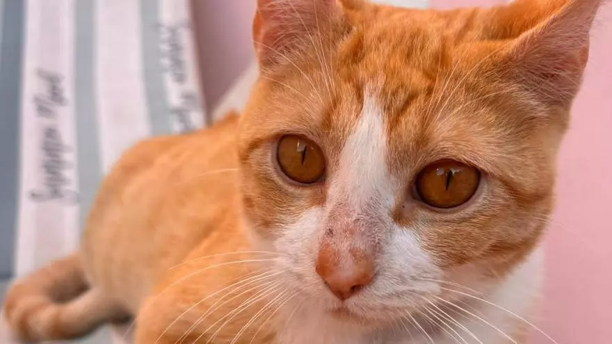 La triste historia de Milo: el gato al que extirparon los genitales en Rotglà