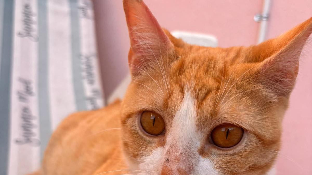 La triste historia de Milo: el gato al que extirparon los genitales en Rotglà