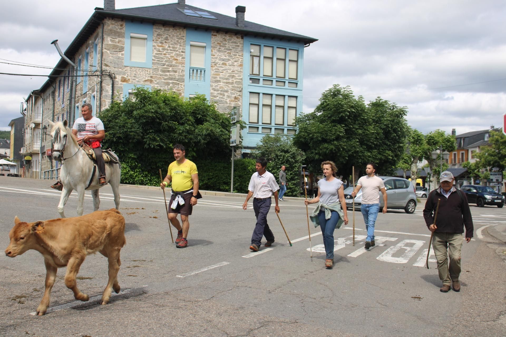 GALERÍA | Los ganados de la trashumancia pasan por Sanabria