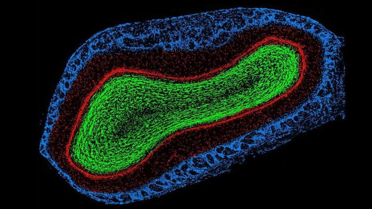 Es posible engañar al cerebro para que huela lo que no existe