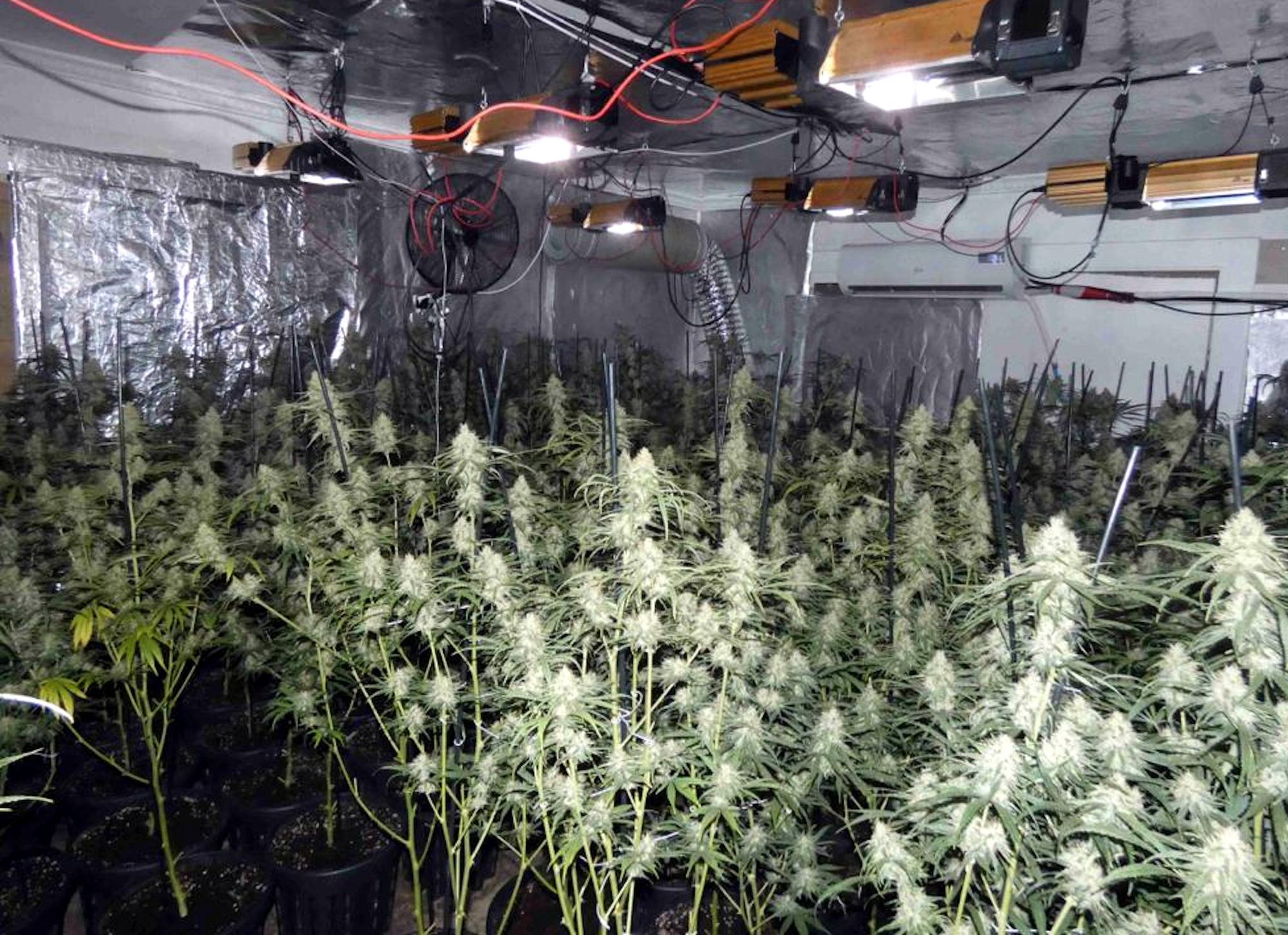 Una de les plantacions interiors de marihuana desmantellades pels Mossos i la Policia Local de Tordera.