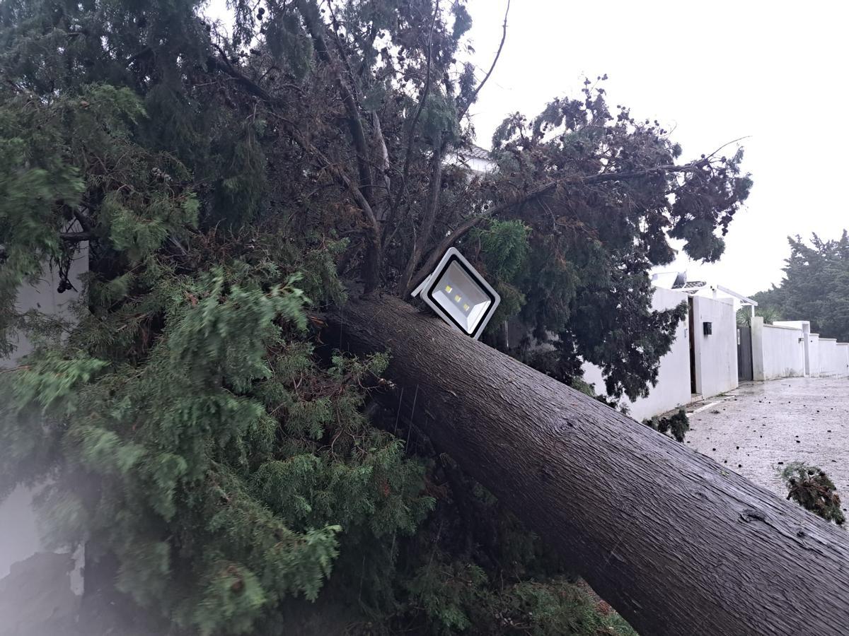 Caída de árboles en Guadacorte (Los Barrios), al pasado de la borrasca Leonardo.