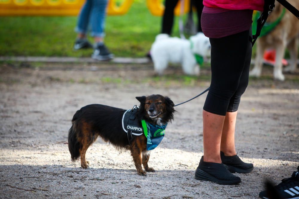 Can We Run Mallorca: So war das Hunderennen