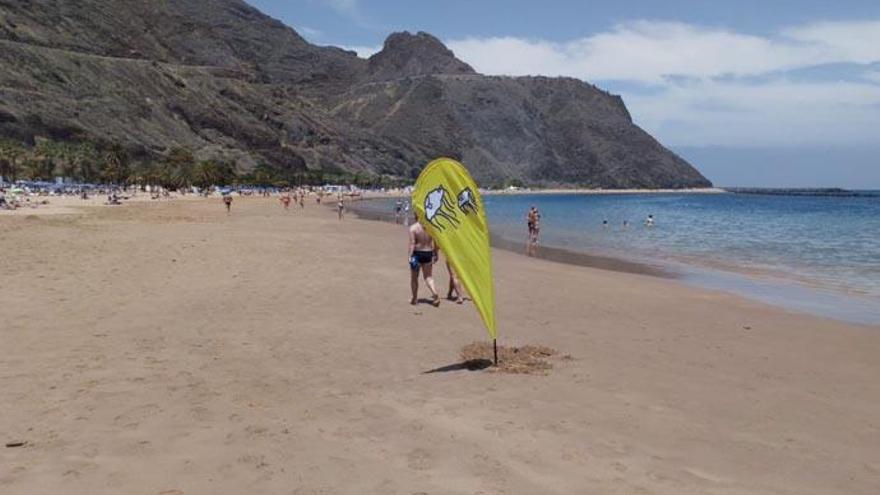 Bandera amarilla en Las Teresitas por presencia de medusas