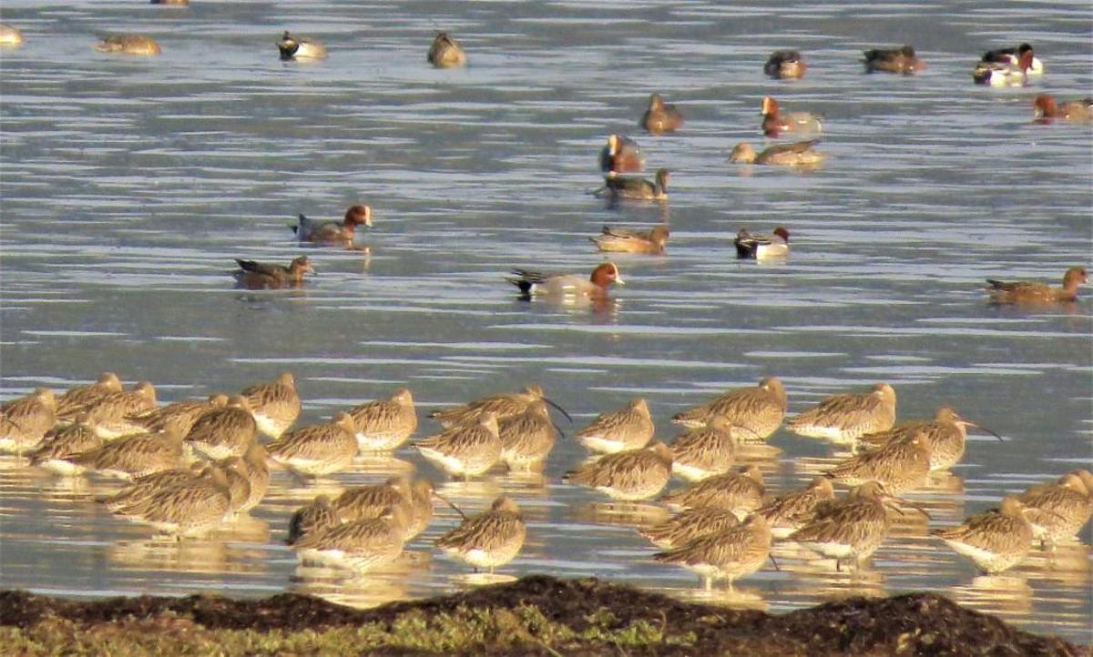 Aves en el espacio intermareal de O Grove.