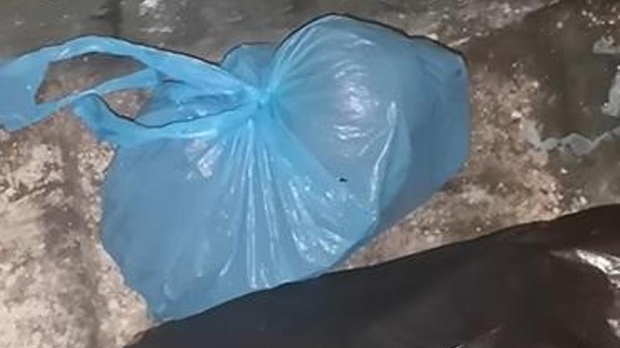 Uno de los cachorros rescatados de una bolsa de basura.