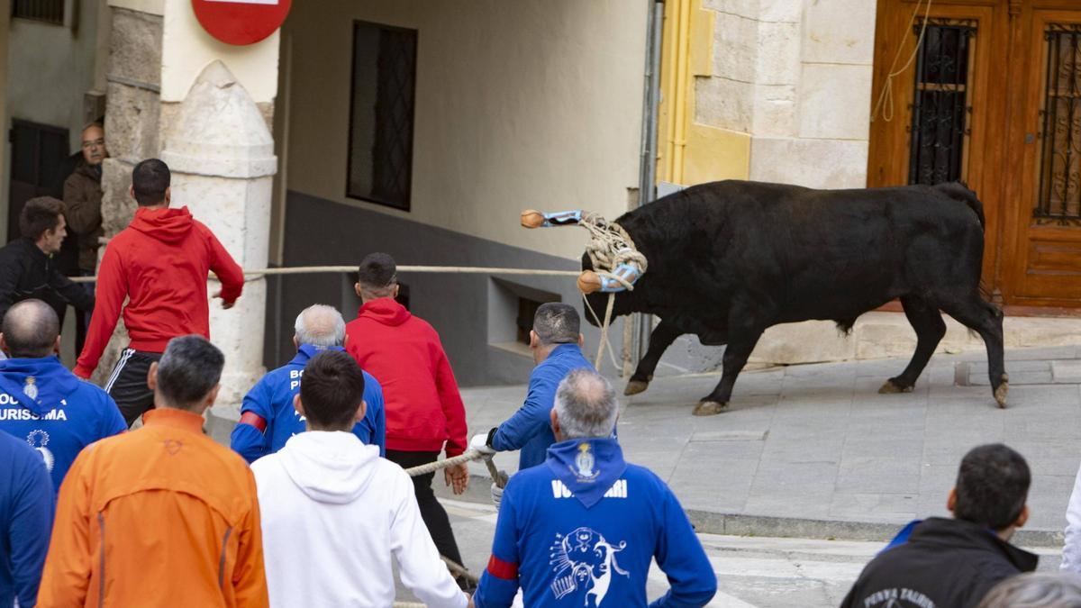 Imatge d’un bou en corda de la Puríssima a Ontinyent