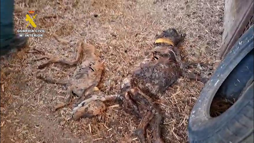 Moren més de 30 gossos per inanició després de ser abandonats sense aigua ni menjar