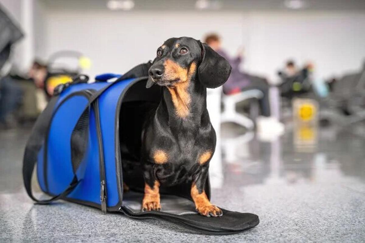 Tu perro en su trasportín ya está preparado para el viaje.