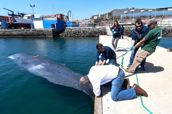 TELDE  13-03-19   TELDE. Localizan a una ballena cachalote hembra de nueve metros muerta flotando en la costa de Telde, la cual fue trasladada hasta el muelle de Taliarte a la espera de sus traslado al vertedero de Juana Grande donde le practicaran la necropsia. FOTOS: JUAN CASTRO