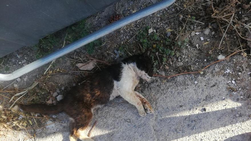 Denuncian el envenamiento de casi una decena de gatos en el último mes en Canteras