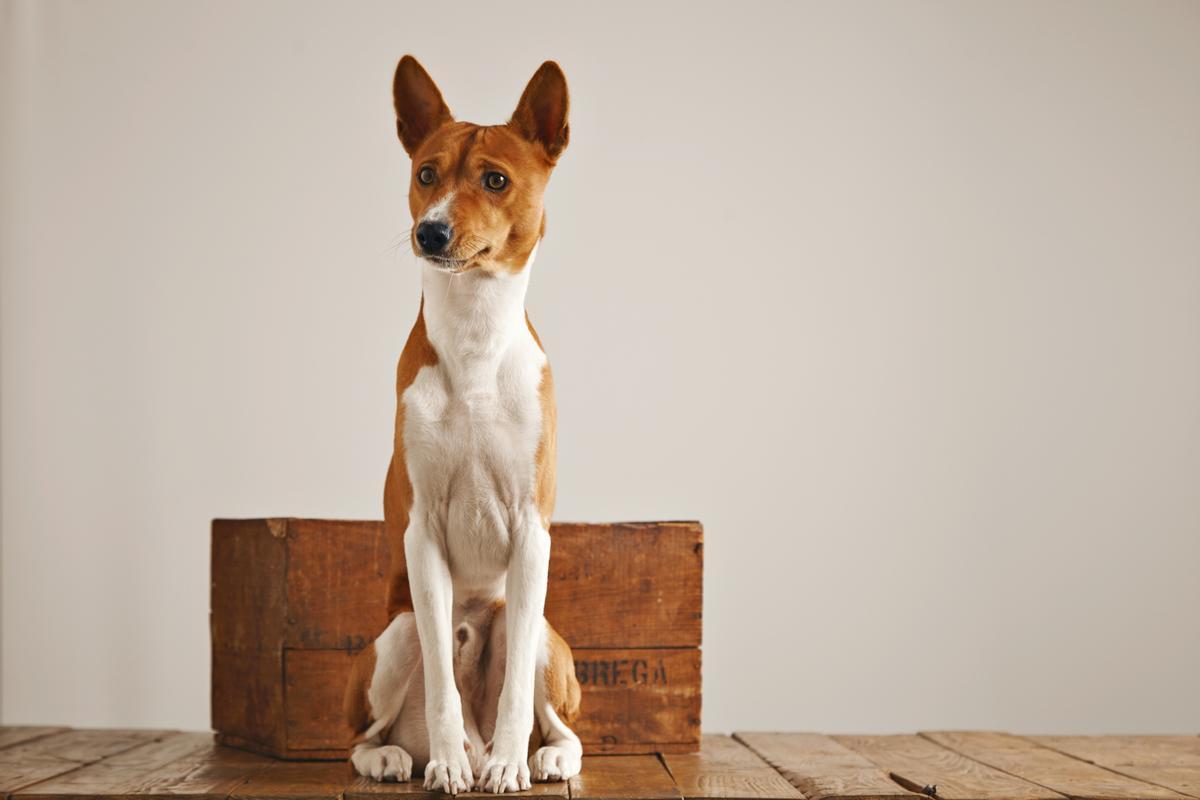 Descubre el Basenji, la raza de perro que no ladra.