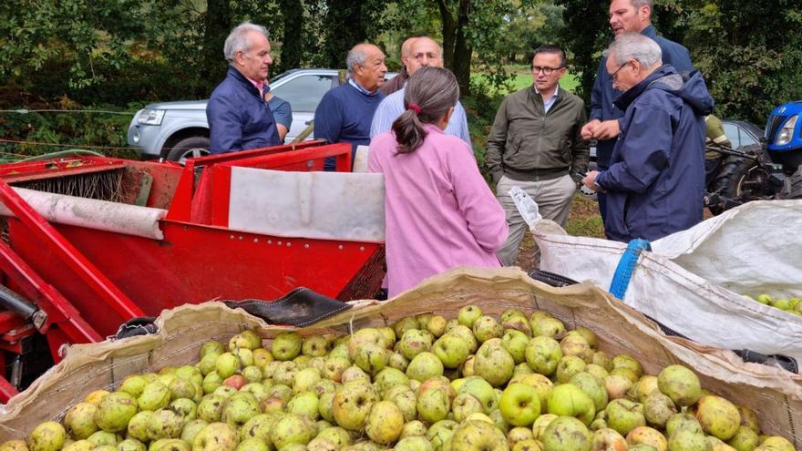 La mecanización entra en un sector de la manzana estradense que produce un millón y medio de kilos