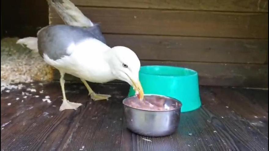 Una piscina para la gaviota Xenxo, herida de un di