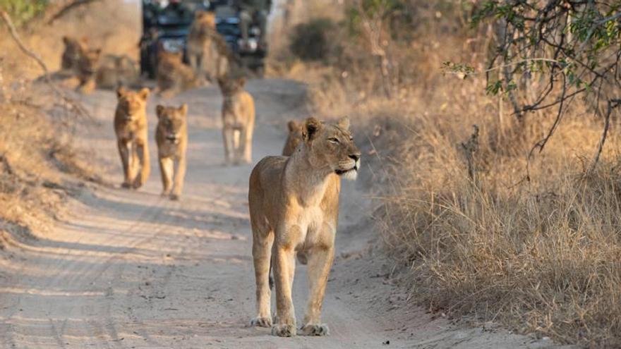 Descubre los ‘big seven’ de África en la próxima Expedición VIAJAR