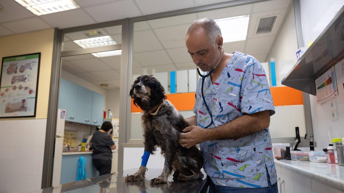 Santiago Yepes cuidando a un perro