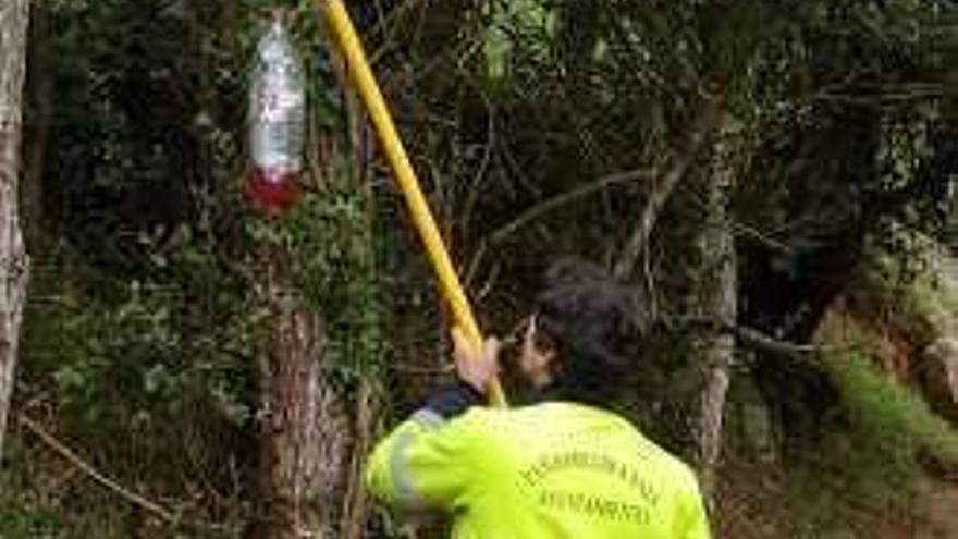 Colocación de una trampa en Peñamellera Baja.