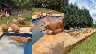 La 'pool party' de golden retrievers que arrasa en redes