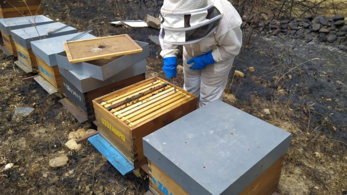 Leticia comprobando el estado de los paneles de las colmenas, en Olleros de Tera.