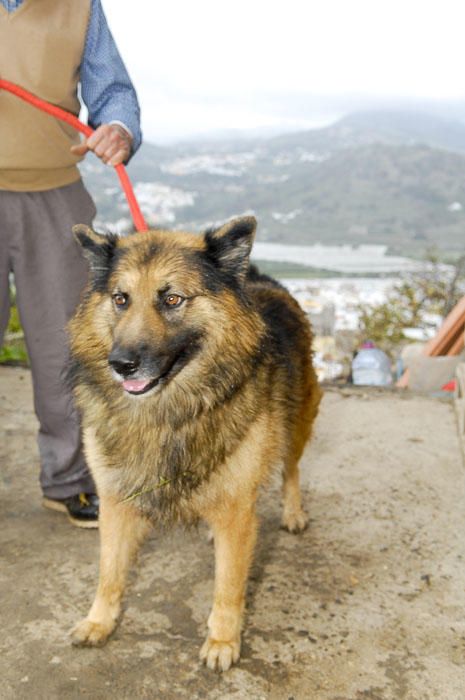 PASTOR GARAFIANO. REPORTAJE RAZAS DE PERROS ...