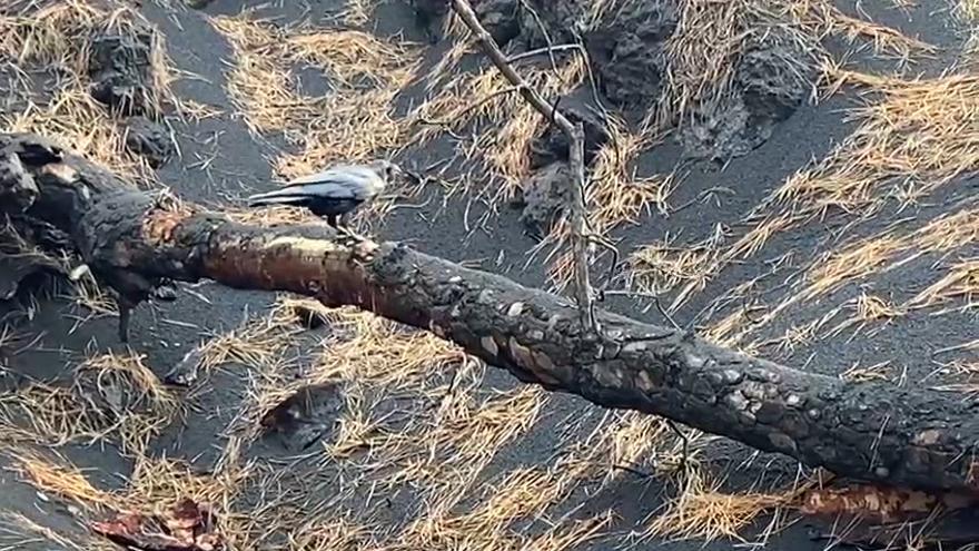 Los cuervos luchan por sobrevivir en la zona de exclusión del volcán de La Palma