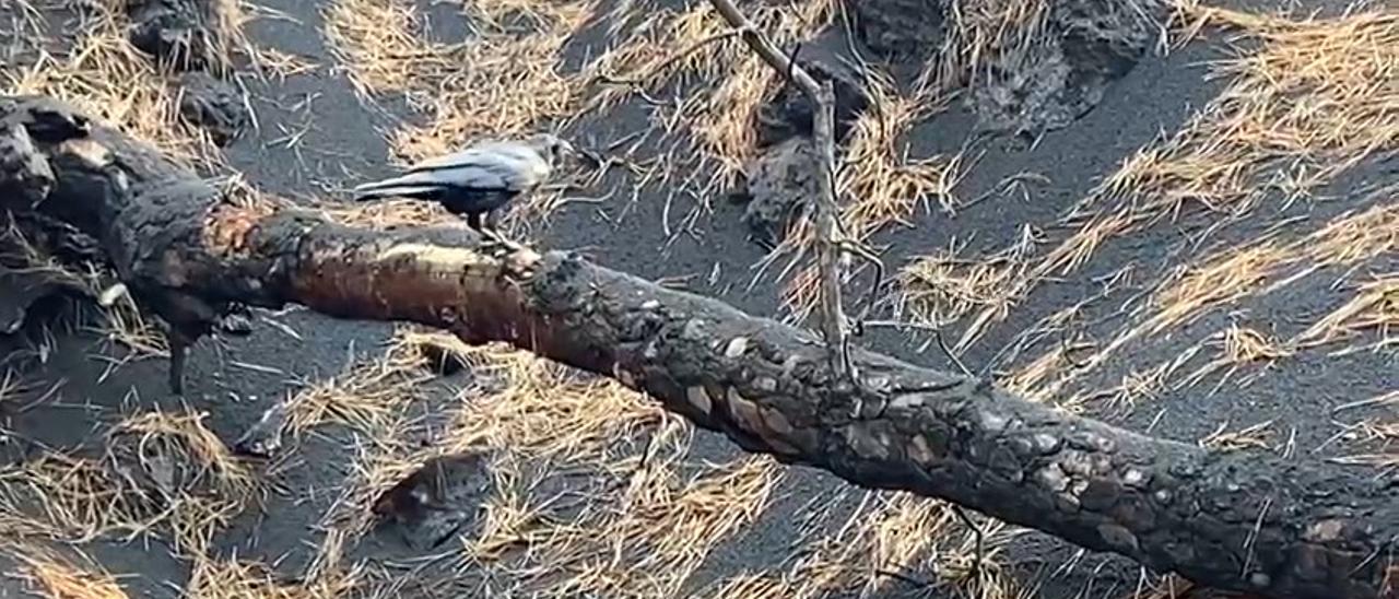 Los cuervos luchan por sobrevivir en la zona de exclusión del volcán de La Palma