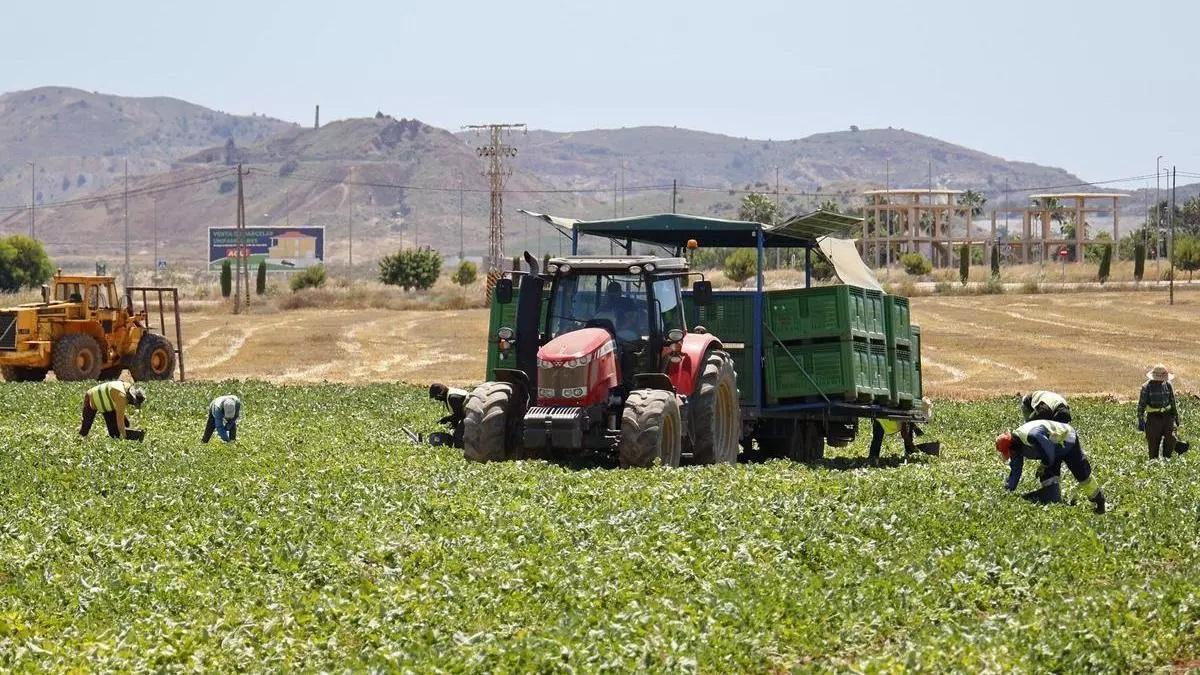 Jornaleros trabajando en un terreno del Campo de Cartagena.