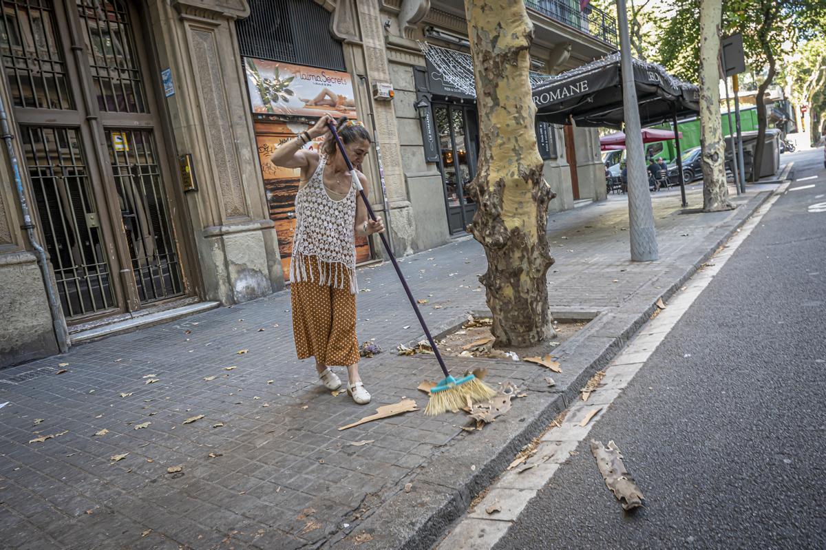 Los plátanos de Barcelona pierden su corteza